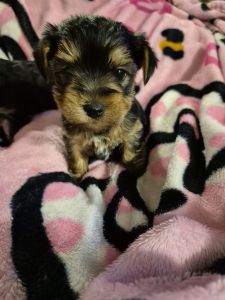 Yorkshire Terrier female puppy