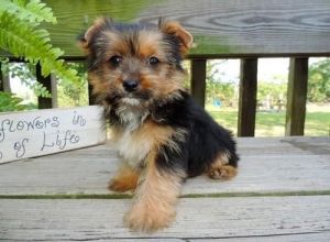 Nice looking Yorkie Puppies.