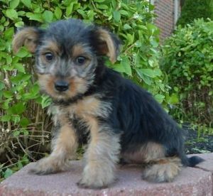 Lucky Yorkie Puppies for you