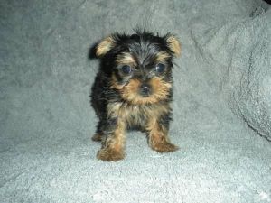 Terrier Teacup Yorkie Puppies (***) ***-***0