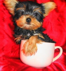 Teacup Yorkie puppies available
