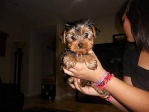 Yorkshire Terrier Puppies *** *** ***5