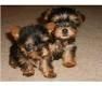Akc Teacup Yorkshires For Sale (***) ***-***6