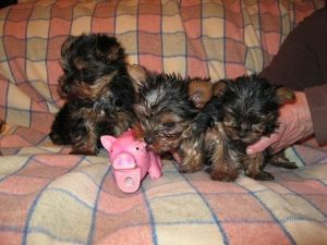 Super adorable yorkie puppies!