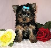 Purebred Tiny Yorkie Puppies
