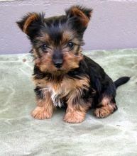 Potty Trained Teacup Yorkie Puppies