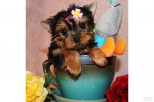 Gorgeous Elite quality Yorkie available