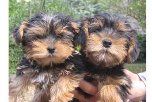 Akc Yorkshire Terrier Puppies For Sale