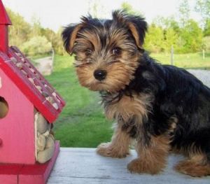 tyu cute Yorkshire Terriers puppies