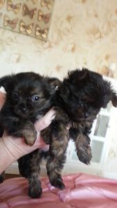 Yorkshire Terrier X Biewer Yorkshire Terrier Pups