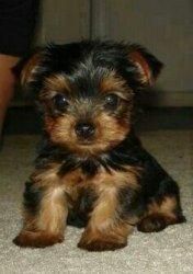 Adorable Yorkie Puppies Text Or Call ***