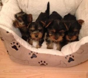 Putty Train Yorky Puppy