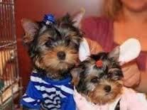 AKC Yorkie Puppies