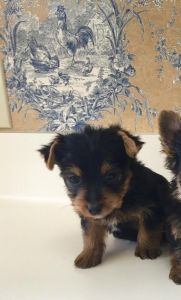 Yorkie Puppy for Sale