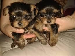 Male and female Yorkie puppies