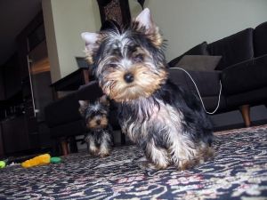 Female Yorkie Puppy For Adoption