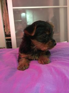 Yorkie Small Puppy