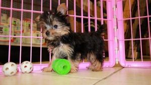 Cute Yorkie Pups For Rehoming.