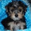 Exceptional teacup Yorkie Puppies for sale