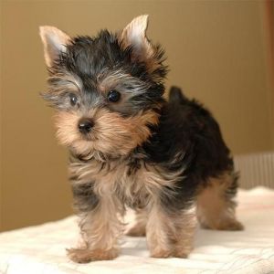 2 Charming Akc T-cup Yorkie Puppies