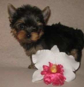 We Have Gorgeous Yorkie Puppies For Adoption .