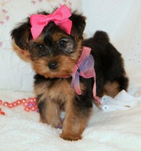 Adorable yorkie puppies for sale