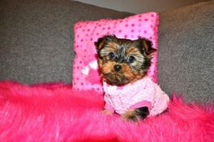 nice yorkie for rehoming