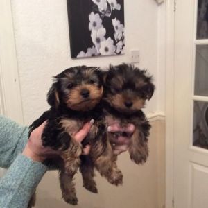 yorkie puppies
