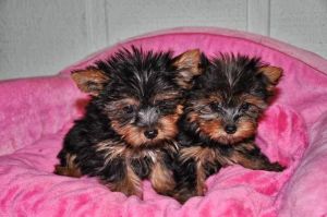 Gorgeous Teacup Yorkie Puppies!