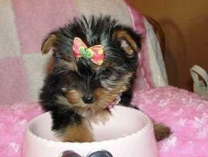 Super adorable Yorkie Puppies