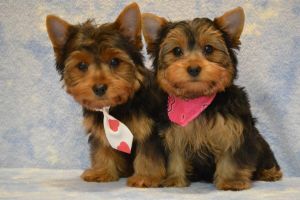 Outstanding Teacup yorkie puppies