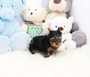 Gorgeous Yorkie puppies ready to go