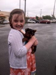 Gorgeous Yorkie Pups Sms @ (***) ***-***5