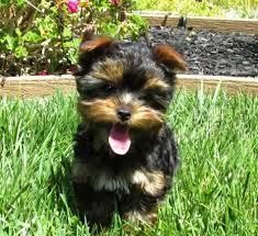 Yorkie Puppies Males & Females