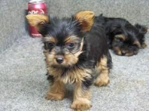 Magnificent Yorkie puppies.
