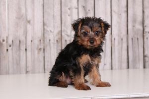super sweet Yorkie that you have been waiting