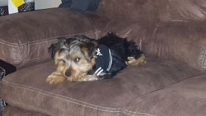 Toy Yorkie purebreed