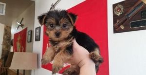 Yorkshire pups for sale