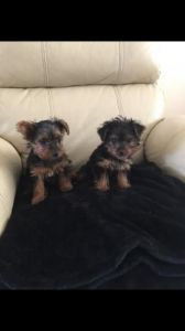 Tiny Teacup Yorkshire Terrier Pups..(***) ***-***6