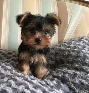 outstanding Toy Teacup Yorkies Available