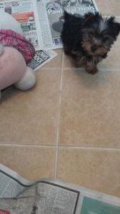 Adorable Miniature Yorkie Puppy