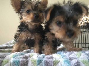 Cutest T- Cup Yorkie Pups