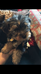 Yorkies. Simply beautiful