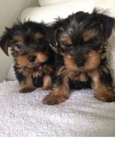 Yorkshire Terrier Puppies- Miniture