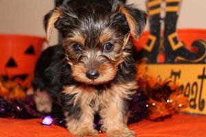 TEACUP YORKIE PUPPIES!!!