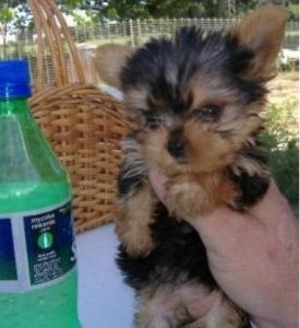 Healthy Yorkie Pups
