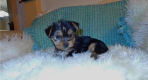 Tiny Teacup Yorkie Puppies for Adoption!!