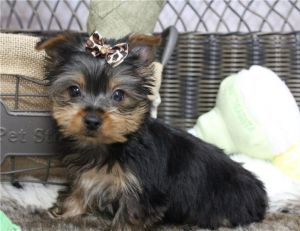 Very sweet Yorkie Female puppy