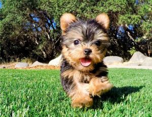 Yorkie puppies - $300