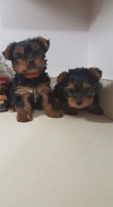 Yorkshire Terrier puppies for sale